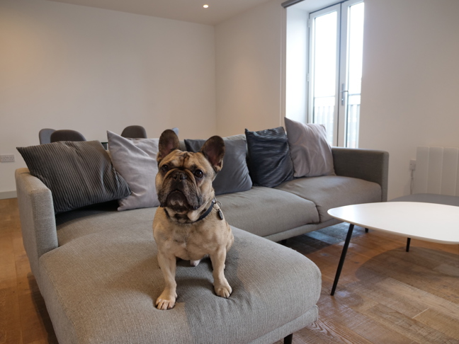 Dog Friendly Cutting Room Square