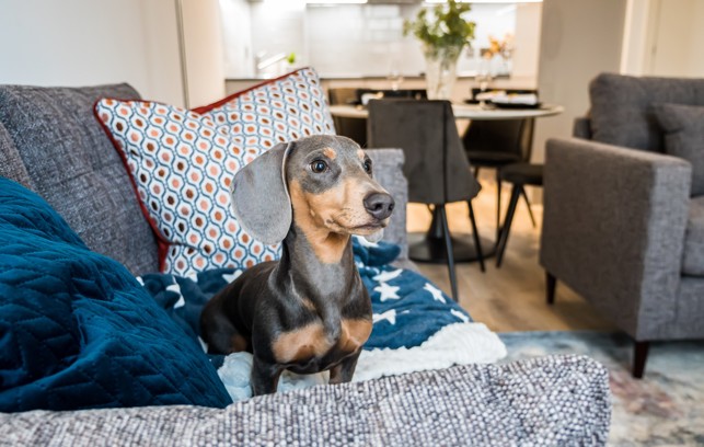 Renters Rights Act 2026 Pet Friendly